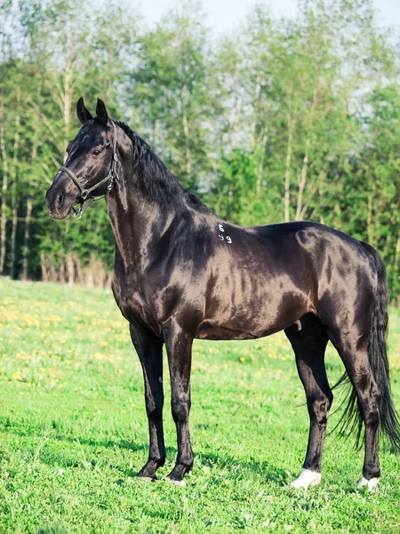Beautiful Black Breed Stallion Summer — Stock Photo, Image