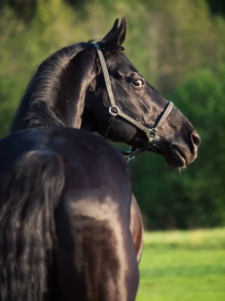 Portrait Beautiful Black Breed Stallion Back View Summer — Stock Photo, Image