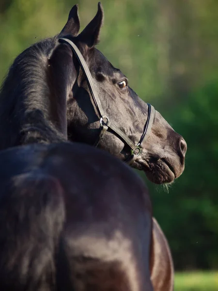 Portrait Beautiful Black Breed Stallion Back View Summer — Stock Photo, Image