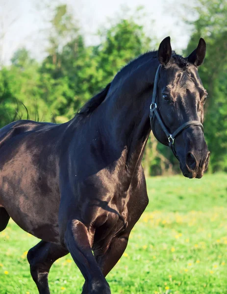 Portrait Running Beautiful Black Breed Stallion Summer — Stock Photo, Image