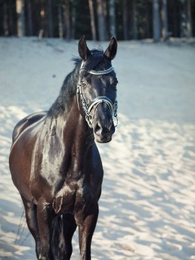çölde poz güzel siyah aygır