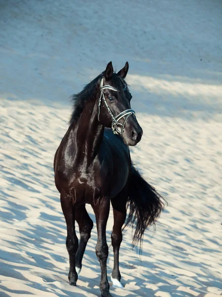 美丽的黑种马在沙漠中摆姿势 — 图库照片