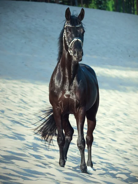 Vacker Svart Hingst Poserar Sanddynerna — Stockfoto