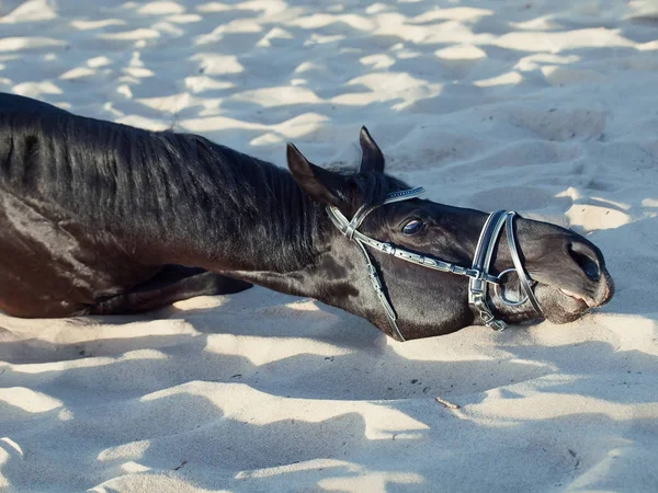 Vacker Svart Hingst Fastställande Och Scretching Sand — Stockfoto