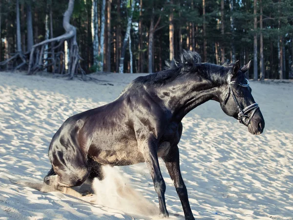 Красивый Черный Жеребец Стоящий Песке — стоковое фото