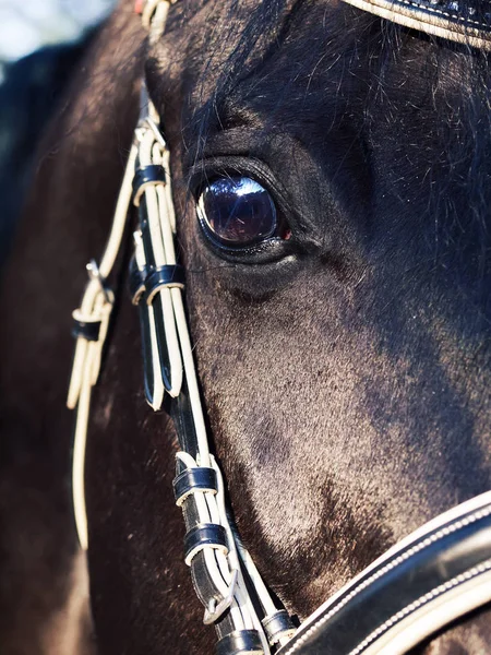 Piękne Oczy Konia — Zdjęcie stockowe