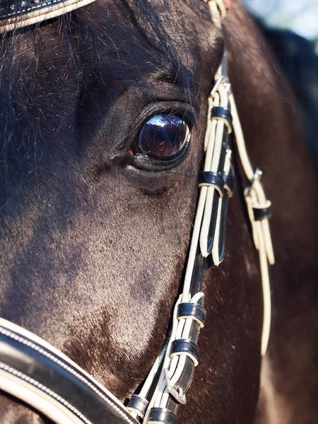 马的美丽的眼睛 — 图库照片