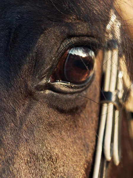 Beautiful Eye Black Stallion Close — Stock Photo, Image