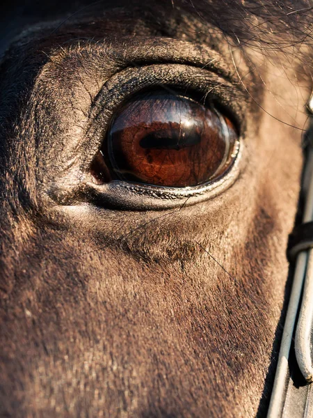 Bellissimo Occhio Stallone Nero Vicino — Foto Stock