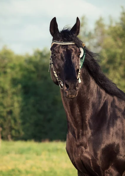 Portrait Bel Étalon Race Noire — Photo