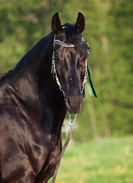 Portrait Sportive Black Stallion — Stock Photo, Image