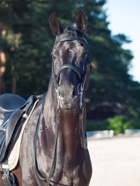 Portrait Sportive Dressage Black Stallion — Stock Photo, Image