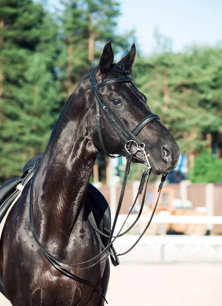 Portrait Étalon Noir Dressage Sportif — Photo