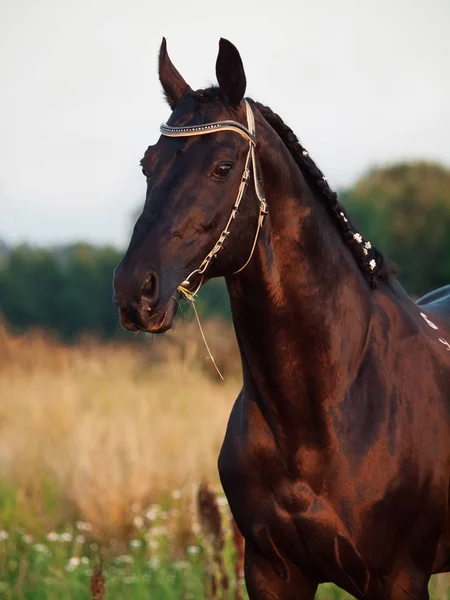 夜のフィールドに黒い馬の肖像 — ストック写真