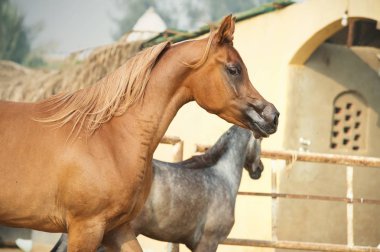 Arap atları padok çalıştıran