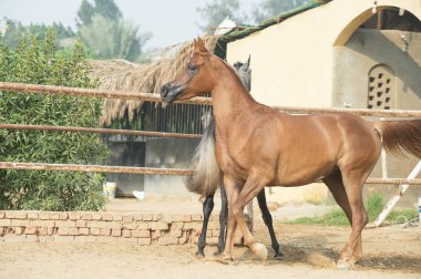  Arap atları padok yürüme. Mısır