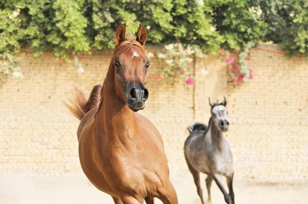 Uitvoeren Van Arabische Paarden Paddock — Stockfoto