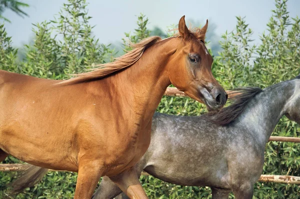 Běžící Arabského Koně Výběhu — Stock fotografie