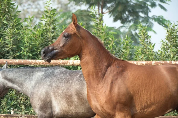 Caballos Árabes Caminando Paddock Egipto — Foto de Stock