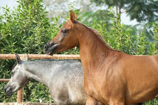 Cavalli Arabi Che Camminano Nel Recinto Egitto — Foto Stock