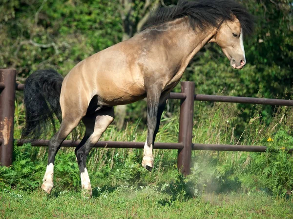 Playing Buckskin Welsh Pony Paddock — Stock Photo, Image