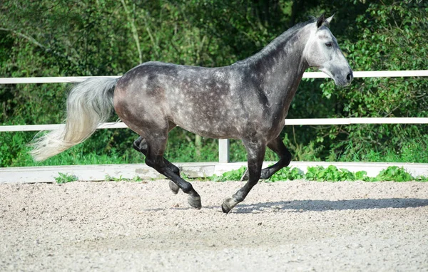 Correre Grigio Cavallo Sportivo Gestione — Foto Stock