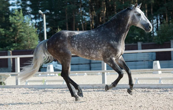 Courir Cheval Sport Gris Gérer — Photo