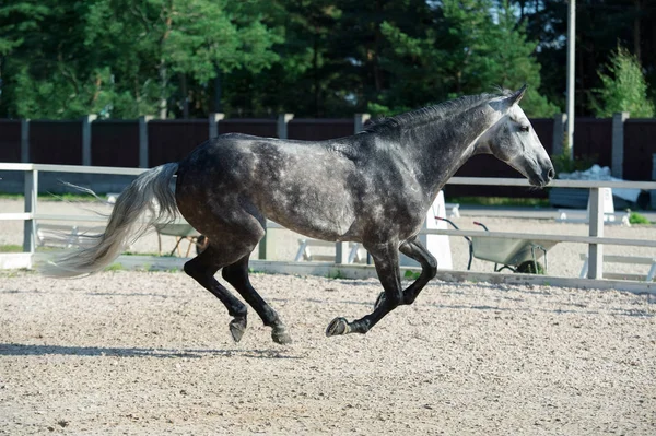 Correr Caballo Deportivo Gris Gestionar — Foto de Stock