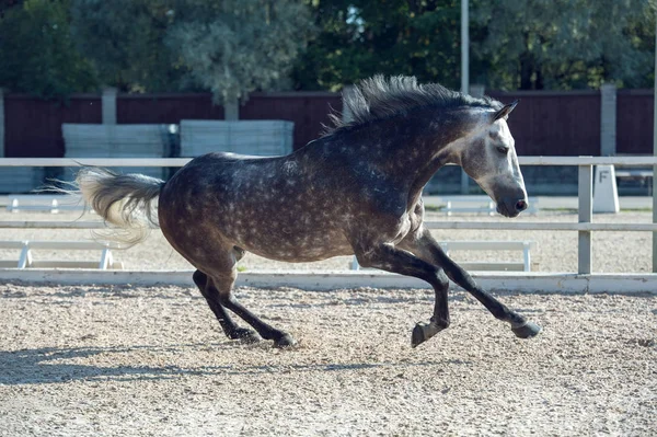 Running Grey Sportive Horse Manage — Stock Photo, Image