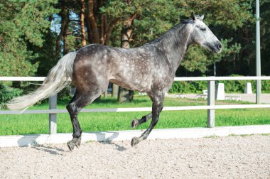 Çalışan gri sportif at içinde yönetmek