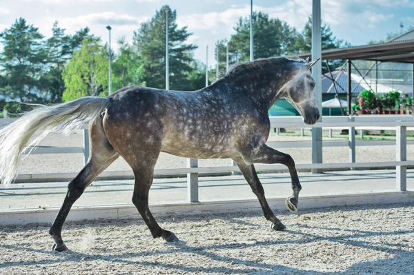 Running Grijze Sportieve Paard Beheren — Stockfoto