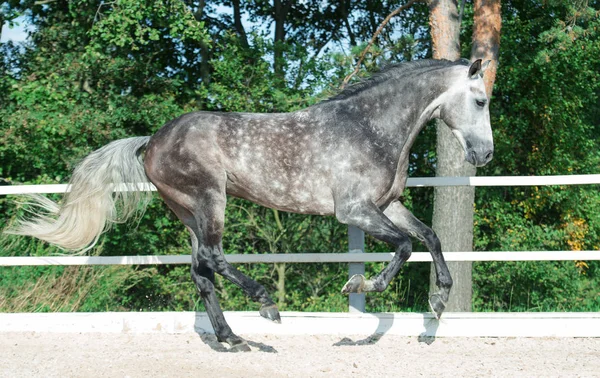 Correndo Cavalo Esportivo Cinza Gerenciar — Fotografia de Stock