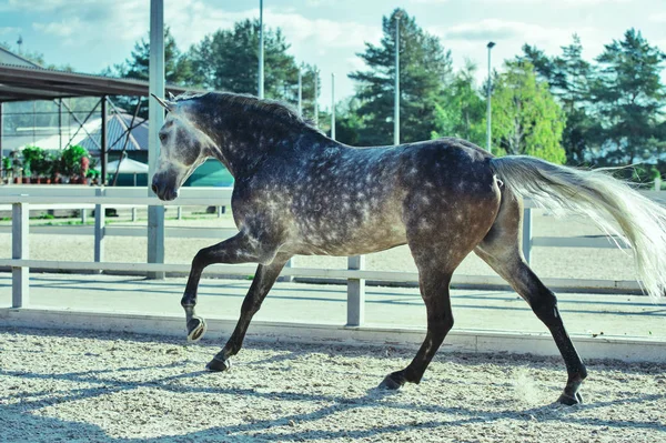 Correndo Cavalo Esportivo Cinza Gerenciar — Fotografia de Stock