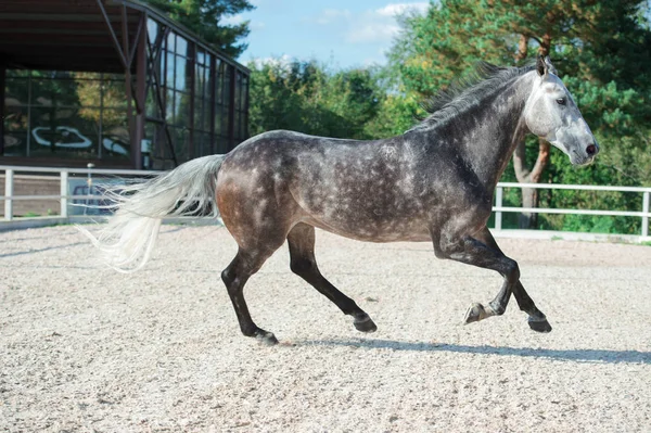 Running Grey Sportive Horse Manage — Stock Photo, Image