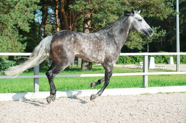 Schimmel Als Sportpferd Führung — Stockfoto