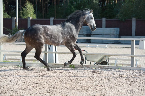 Igång Grå Sportiga Häst Hantera — Stockfoto