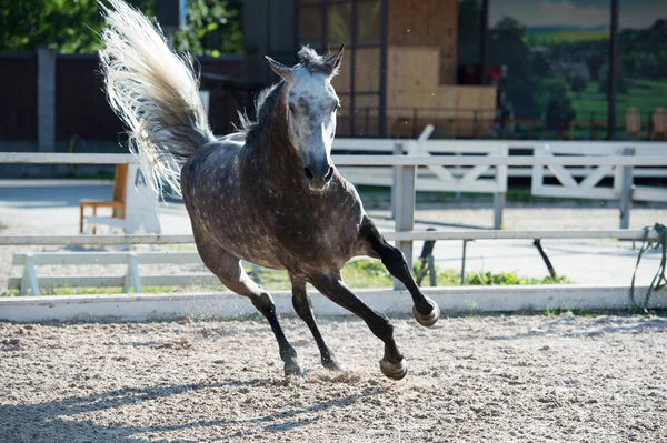 管理を実行していると灰色の陽気な馬を再生 — ストック写真