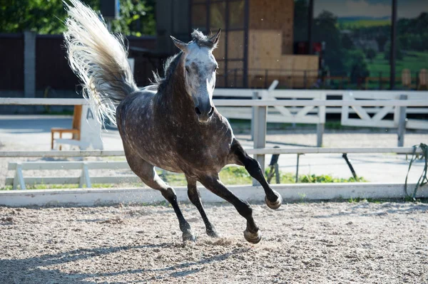 Courir Jouer Cheval Sport Gris Dans Gérer — Photo