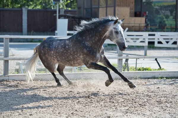 Courir Jouer Cheval Sport Gris Dans Gérer — Photo