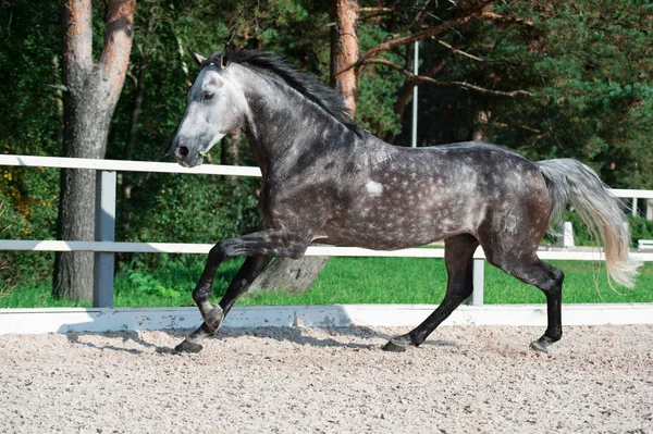Running Grijze Sportieve Paard Beheren — Stockfoto