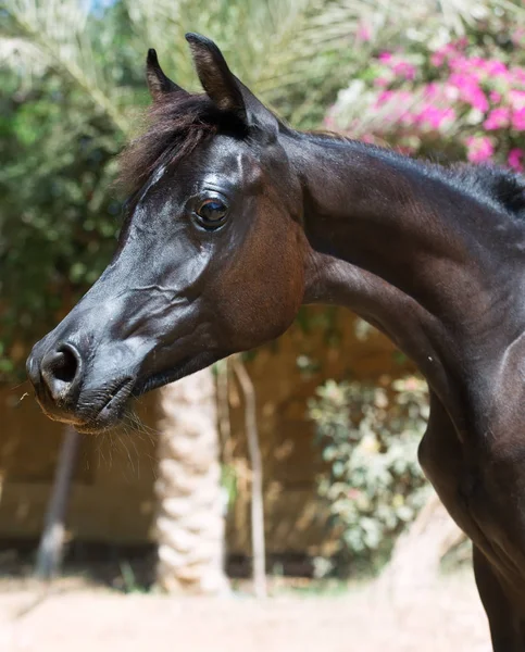 Portrait Black Purebred Arabian Filly — Stock Photo, Image