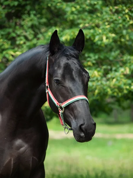 Portrait Beau Jeune Étalon Noir Trakehner — Photo