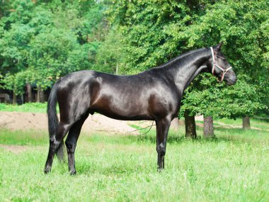 sportive Trakehner genç aygır dış