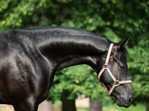 Portret Piękny Czarny Młody Ogier Trakehner — Zdjęcie stockowe