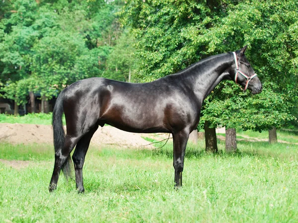Exterior Sportive Trakehner Young Stallion — Stock Photo, Image