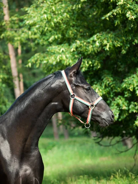 Portrait Beau Jeune Étalon Noir Trakehner — Photo