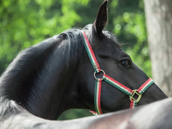 Retrato Hermoso Negro Joven Semental Trakehner —  Fotos de Stock