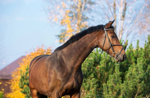 Portret Van Sportieve Warmbloed Paard Bij Val Achtergrond — Stockfoto