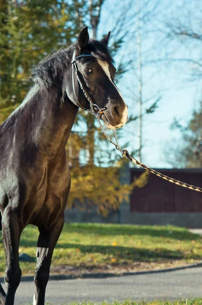 Portret Van Mooie Zwarte Welsh Pony — Stockfoto