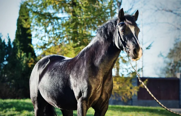 Portrét Krásné Černé Welsh Pony — Stock fotografie